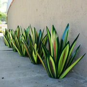 Shirem Anti-rust Metal Tequila Agave Plant